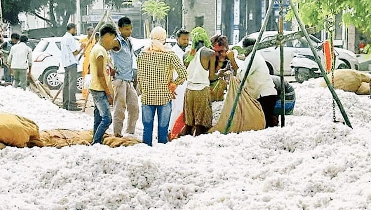 Cotton crop session