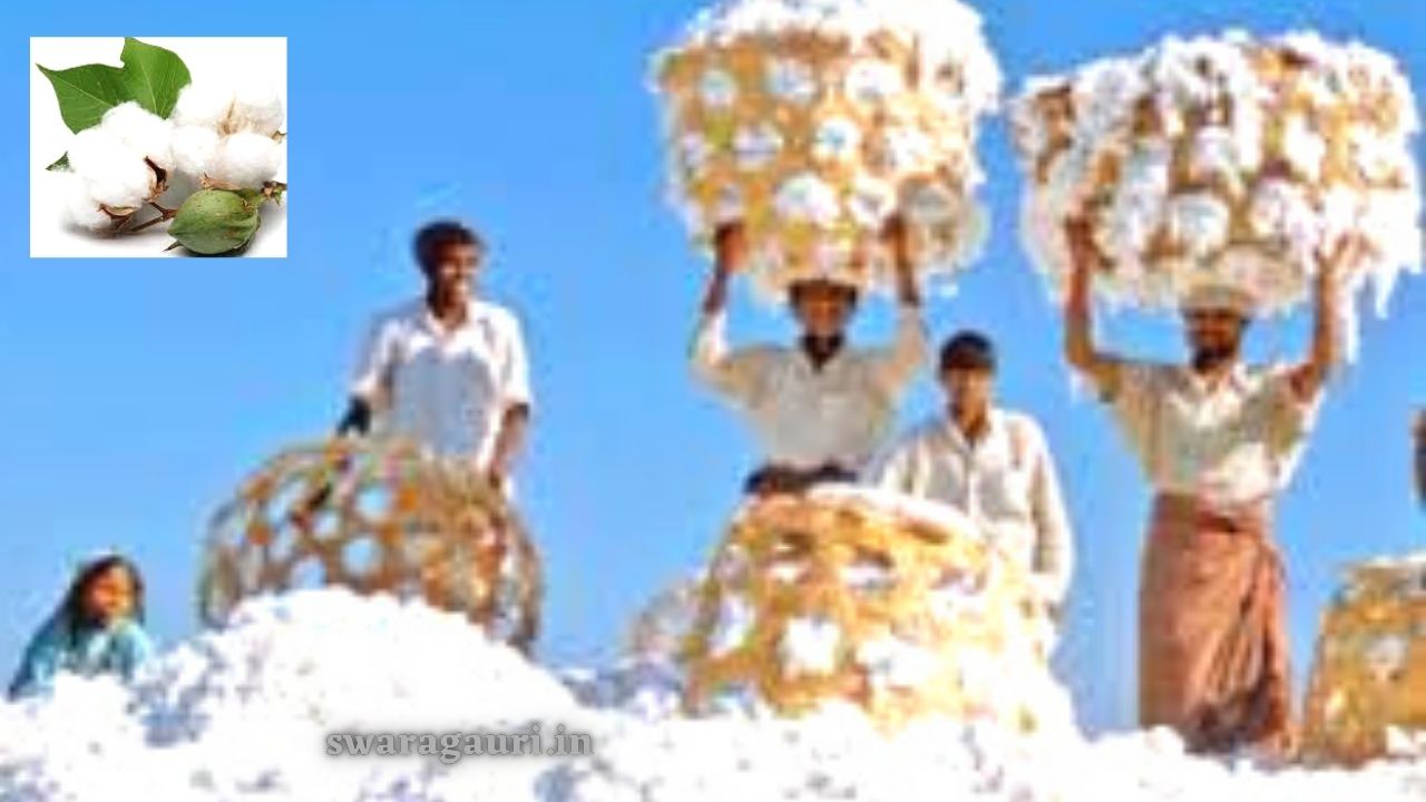 Cotton's farming