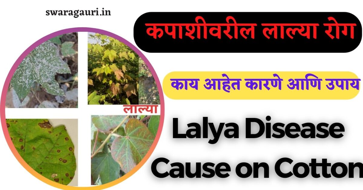 Lalya disease on cotton