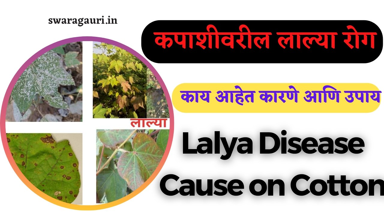 Lalya disease on cotton