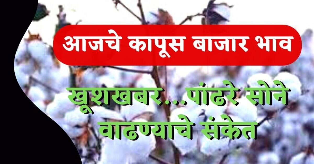 cotton-crop-farming
