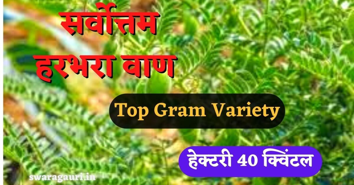 top gram variety