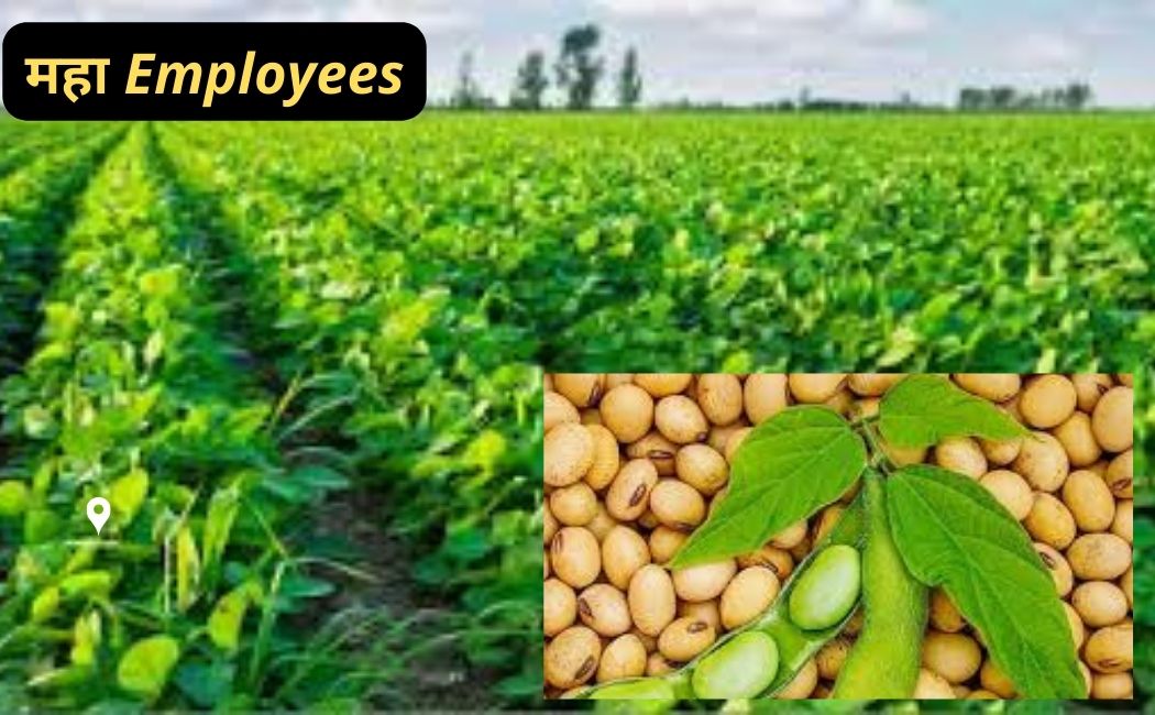 Soyabean crop
